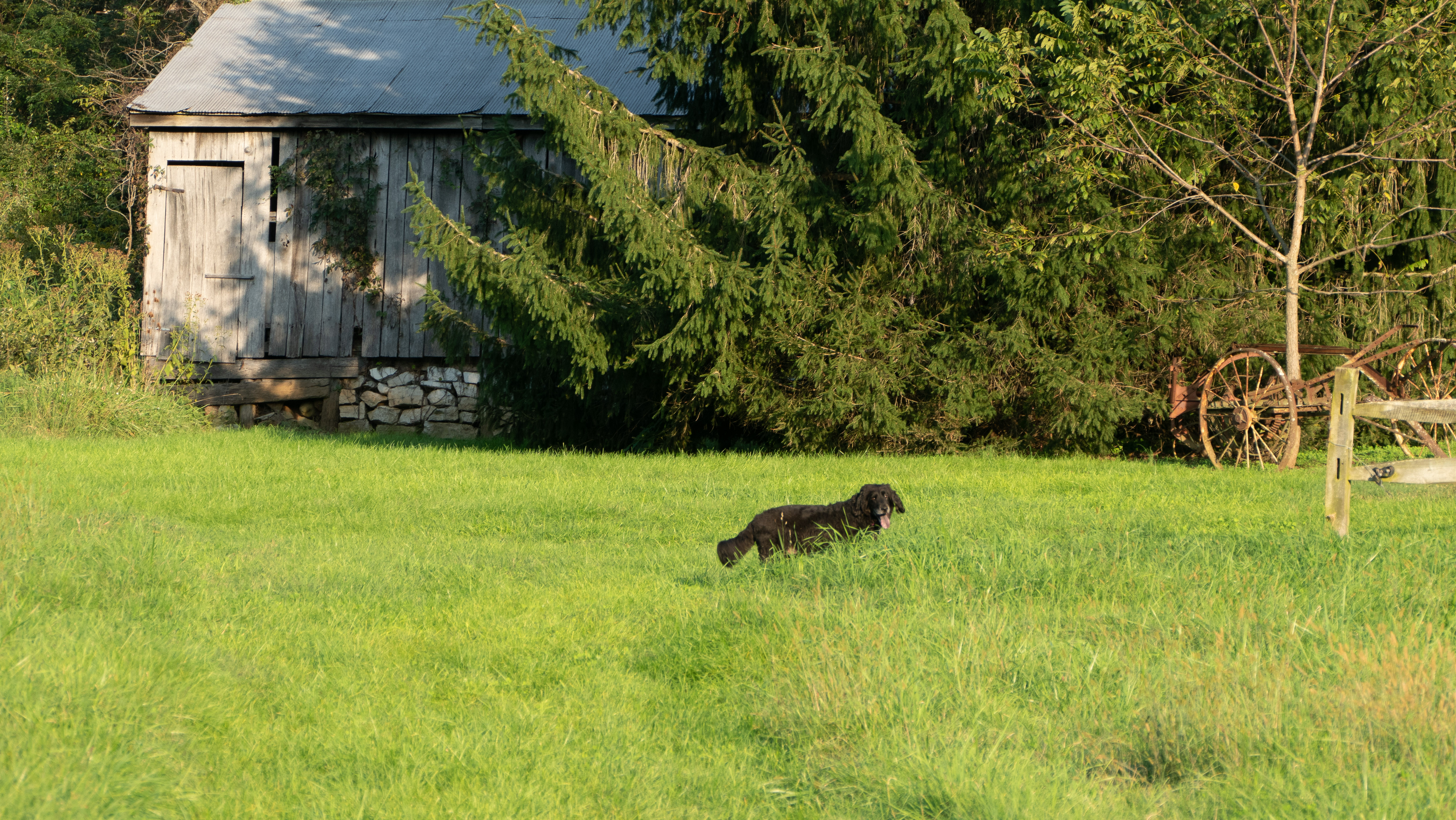 Walking, Rileyville, VA