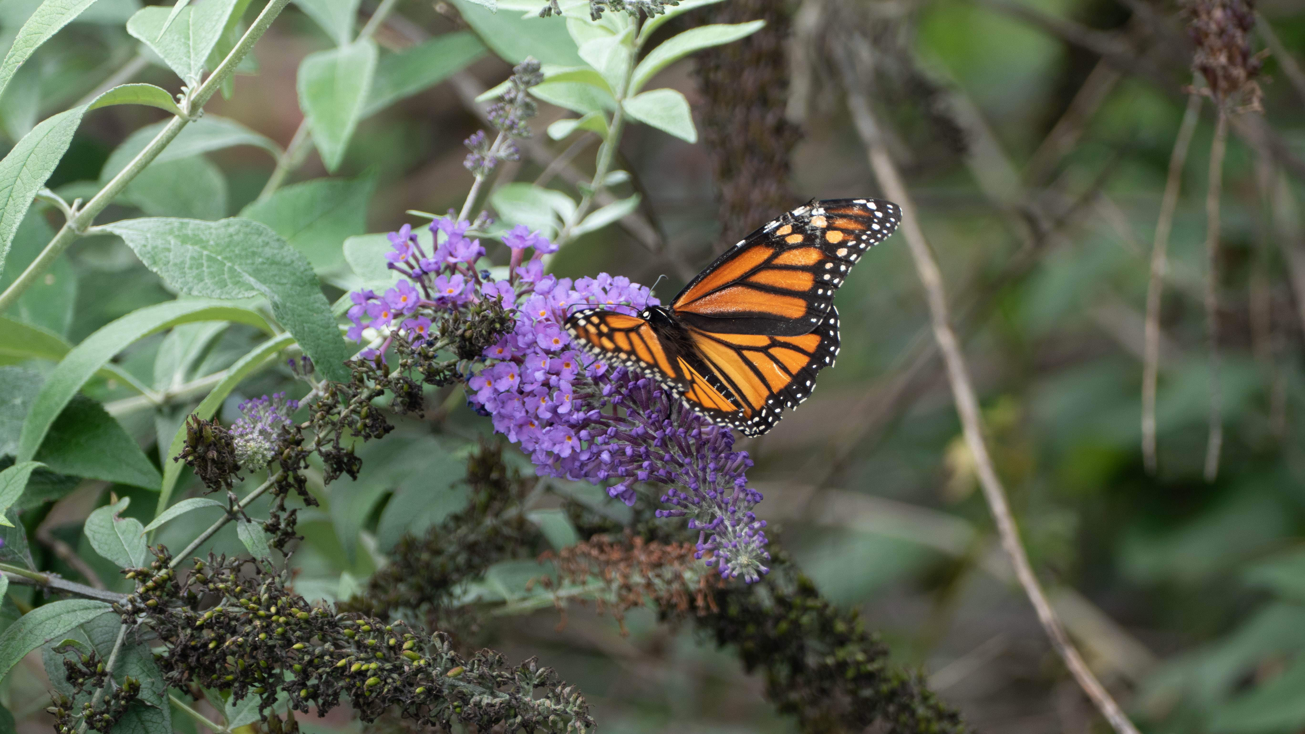 Monarchs, Rileyville, VA