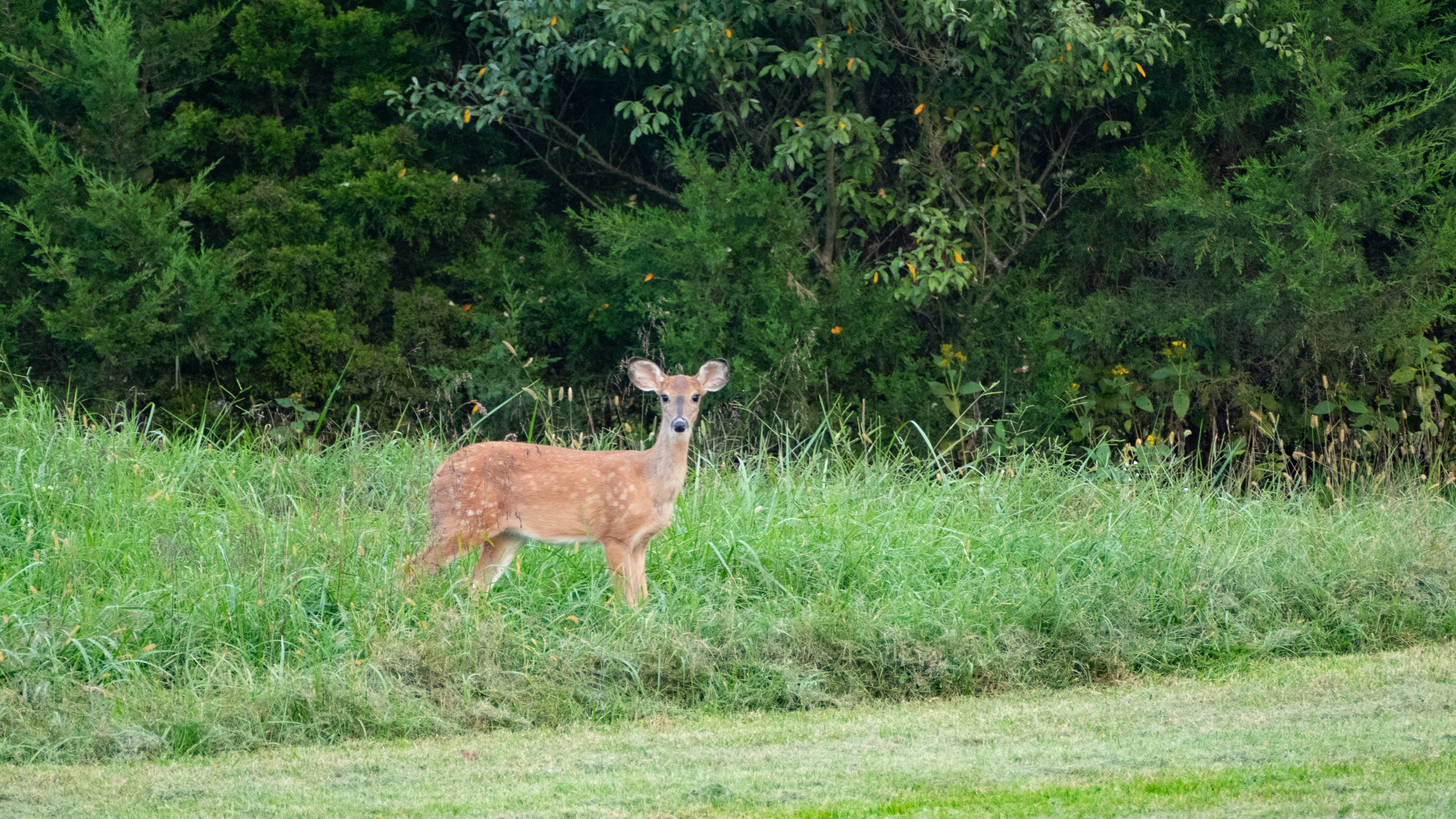 Evening Deer, Rileyville, VA