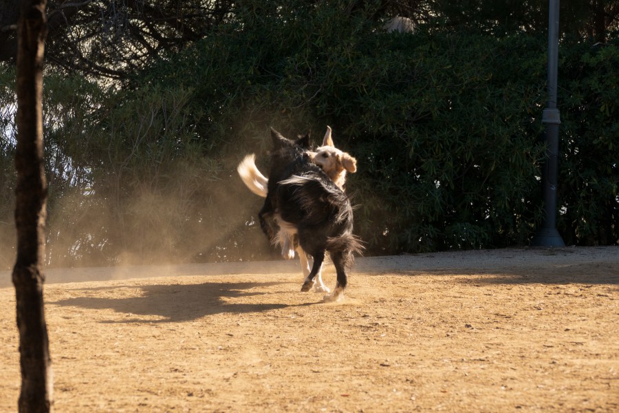 Dogs, Plants and&nbsp;Cats